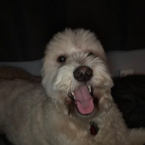 Meet your Posher, Beb